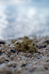 Lonely shell on the beach