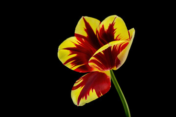 Spring flowers - bunch of pink tulips on blue sky background Group of colorful tulips, purple tulips illuminated by sunlight, soft focus, tulips close up, colorful  background color adjustment.