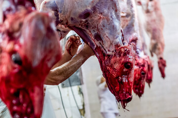 Beef meat production, slaughter of cows. Slaughterhouse cows in Buenos Aires Argentina