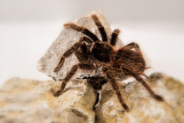 Lasiodora parahybana 