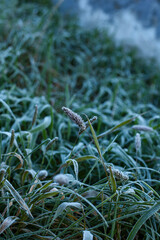 Hoarfrost on the grass garden. Frosty morning