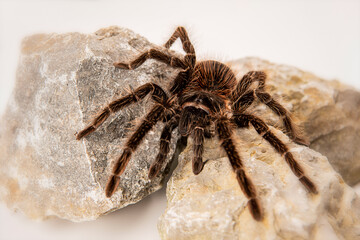 Lasiodora parahybana 