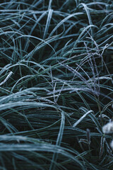 Hoarfrost on the grass, frosty morning. Natural background