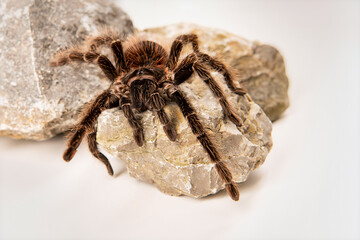 Lasiodora parahybana 