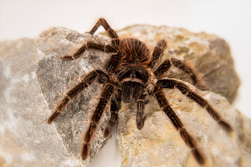 Lasiodora parahybana 