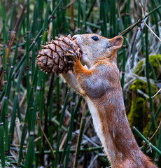 A squirrel in the forest holds a cedar cone in its paws