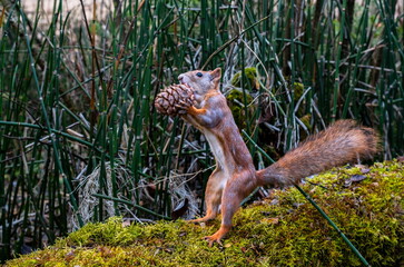 A squirrel in the forest holds a cedar cone in its paws