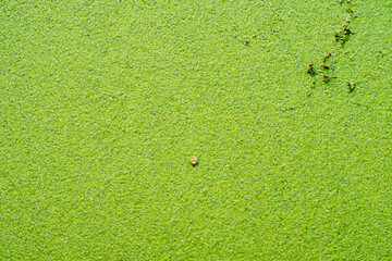 Lemna swaying on the water. Background with a green aquatic plant made of small circles. Close-up of a duckweed on a pond.