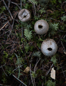 รูปภาพBauchpilz เลือกดูภาพถ่ายสต็อก เวกเตอร์ และวิดีโอ256 Adobe Stock