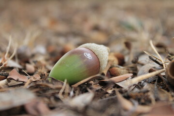 acorns on the grass