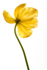 Fototapeta premium Spring flowers - bunch of pink tulips on blue sky background Group of colorful tulips, purple tulips illuminated by sunlight, soft focus, tulips close up, colorful background color adjustment.