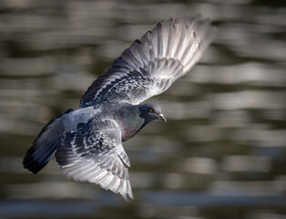 Dove pigeon closeup over water 