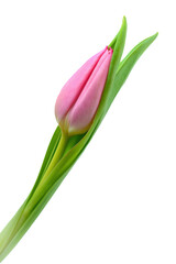 Obraz premium Spring flowers - bunch of pink tulips on blue sky background Group of colorful tulips, purple tulips illuminated by sunlight, soft focus, tulips close up, colorful background color adjustment.