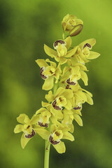 Yellow cymbidium orchid or boat orchid on Nature background