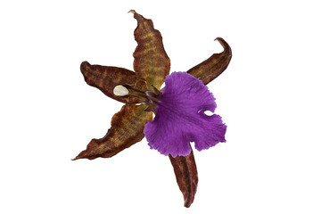 Fototapeta premium Close-up of the Zygopetalum orchid inflorescence against the white background