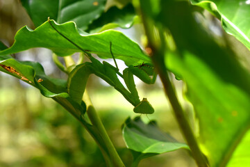 Close-up of a small green insect of Elusive Mantis looking at camera, hanging on green leaf in sunshine day with green nature blurred background.
