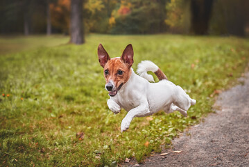 Jack Russell Terrier runs in the autumn forest, the dog is in motion