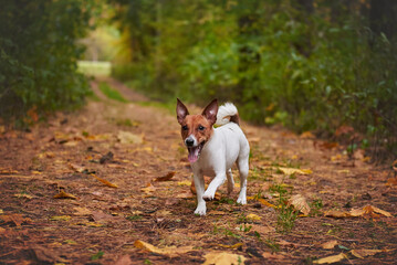 Jack Russell Terrier runs in the autumn forest, the dog is in motion
