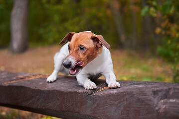 Jack Russell Terrier breed dog portrait in autumn forest