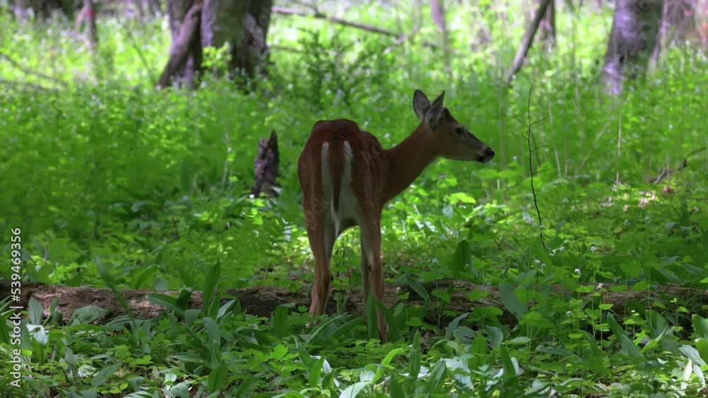 Wall mural The white-tailed deer or Virginia deer in the spring forest