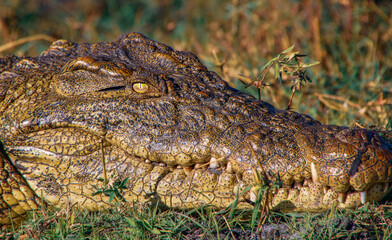 Alligator bright eye