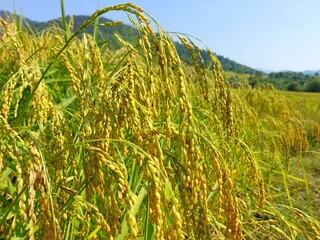Golden rice field background. Yellow rice field texture.