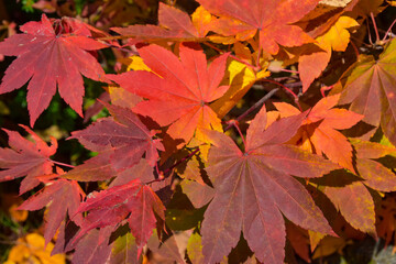 秋の訪れ　色づいた紅葉の葉っぱ