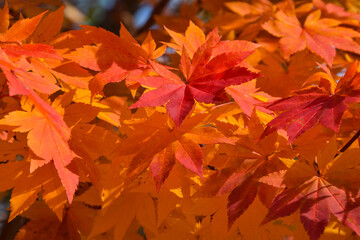 Naklejka na ściany i meble 秋の訪れ　色づいた紅葉の葉っぱ