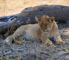 Fototapeta na wymiar Lion cub sleeping