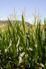 Green and yellow corn field in a farm photography, with nobody, very rural scene. Plant in summer, growing the grain.