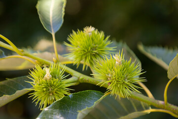 Three green chestnut in summer in the tree