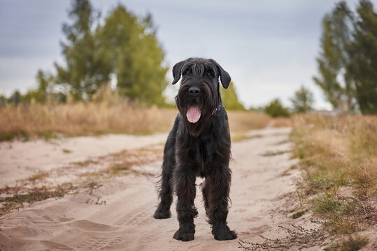 Portrait of a black standard schnauzer close-up