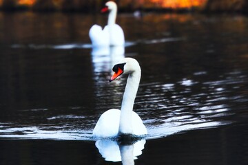 Two swans in river