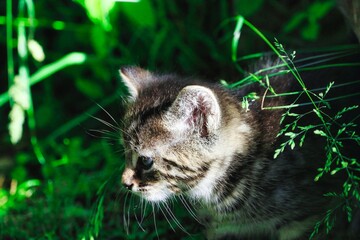 Obraz premium Kitten in garden