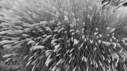 The leaves turn brown in autumn