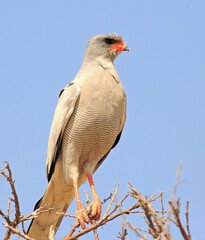Portrait view of a pretty Goshawk perched in a tree, with a natural pale blue sky. Etosha, Namibia