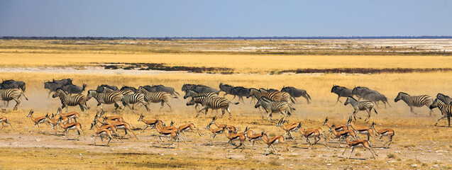Huge herd of Burchells' zebra, Blue Wildebeest and springbok running across the African Plains in a frenzy. - obrazy, fototapety, plakaty