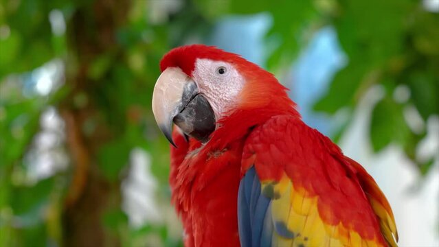 Colorful portrait of Amazon red macaw parrot against jungle. 