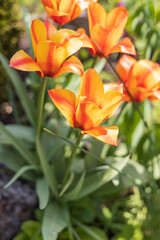 Red and yellow tulips, close-up
