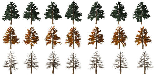 pine isolated big tree collection isolated transparent