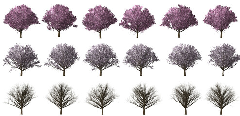 Fototapeta premium cherry isolated big tree collection isolated transparent