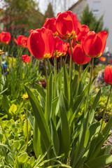 Red tulips in the garden