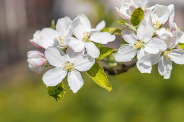 Obraz na płótnie Canvas Apple blossoms, close-up 
