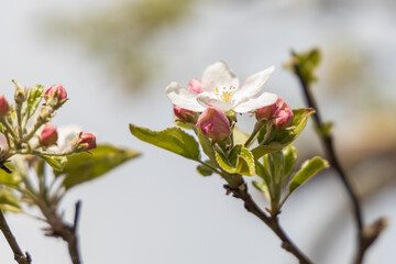 Apple blossoms, close-up

