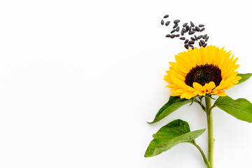 Yellow sunflowers with black seeds. Harvest season background