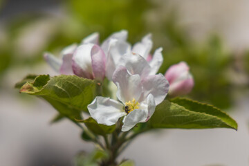 Apple blossoms, close-up

