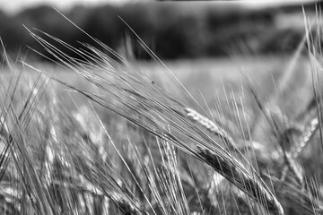 Oat black and white