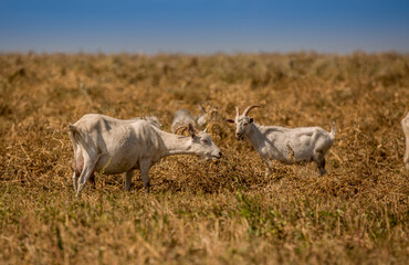 Goats in search of food roam the desert hot pasture. Moroccan goats climb trees to eat leaves. Sheep eat the remains of a watermelon.