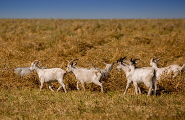 Fototapeta premium Goats in search of food roam the desert hot pasture. Moroccan goats climb trees to eat leaves. Sheep eat the remains of a watermelon.