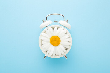 Big beautiful daisy flower on white alarm clock on light blue table background. Pastel color. Time concept. Top down view.